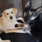 Blanka i Milka - Psy Okiem Zwierząt.