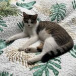 Czesio - Kot Okiem Zwierząt