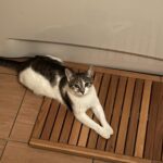 Lusia - Kot Okiem Zwierząt